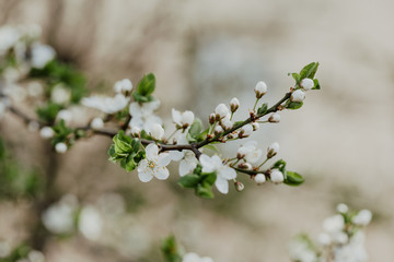 Apricot blossom. Fresh spring background