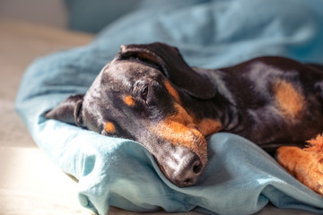 portrait of a dog breed dachshund, black and tan, sleeping in his bed