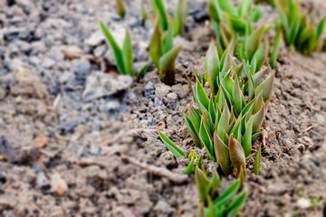 Flowers in sunny garden and tulips plant. Flower bed in beautiful spring day. Bush of tulips