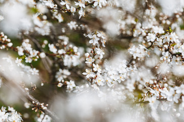 Apricot blossom. Fresh spring background