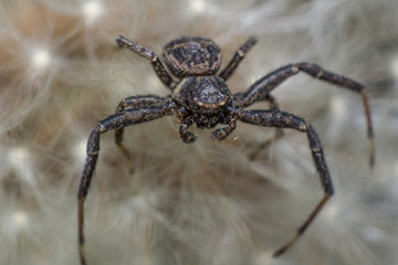 spider on dandelion