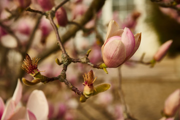 Doux Magnolia