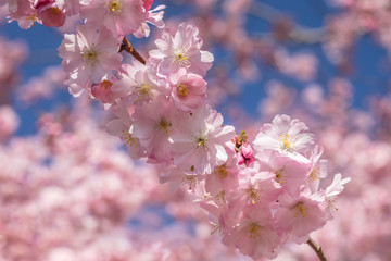 blüten
