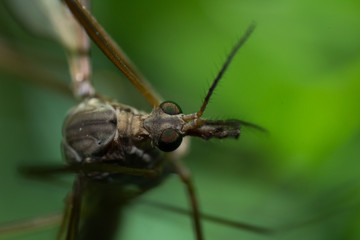 grasshopper on leaf