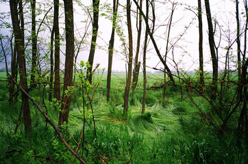 Long and crumpled grass on a forest clearing, with trees and sunlight.