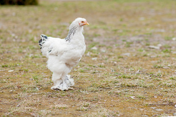 Grown healthy white hens on green grass outside in rural yard on old wooden barn wall background spring on bright sunny day. Chicken farming, healthy meat and eggs production concept
