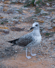 seagull on beach
