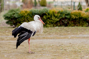 White stork in natural habitat walking and searching for food, Poplar tree forest flood area on river side, rear stork view, unclean white feathers