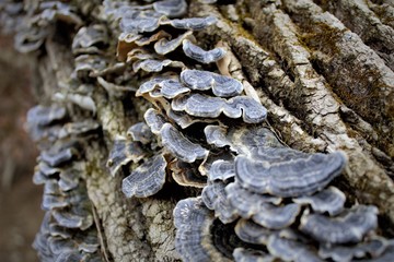 Fungus on tree