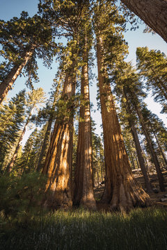 USA, California, Yosemite National Park, Mariposa, sequoias