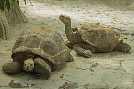 Image of Galápagos tortoise