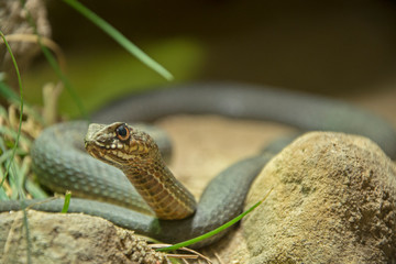Image of Montpellier snake