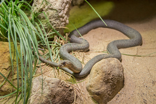 Image of Montpellier snake