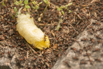 Image of red wood ant
