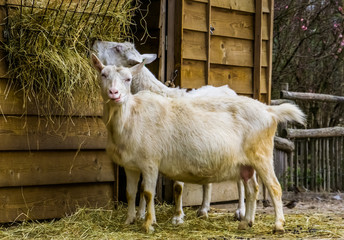 White milk goat a popular dutch hybrid breed, goat eating hay, Farm animal feeding
