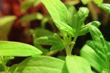 Fresh early escape of bright color tomato plant as background.