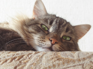 Portrait of a domestic cat close-up. Tinted in the style of old photography. Sepia.