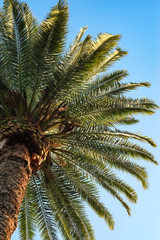 Fototapeta na wymiar Palm leaves on blu sky