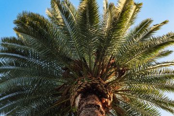 palm tree on background of blue sky