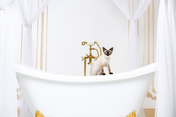The theme is luxury and wealth. A cat without a tail of the Mekong Bobtail breed in a retro...