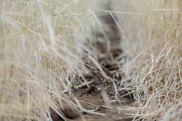 Close up of dirt and dry grass on the field