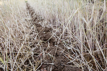 Close up of dirt and hay grass