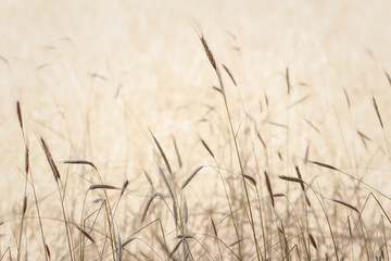 Close up of hay grass 