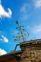 Small pine tree on the roof