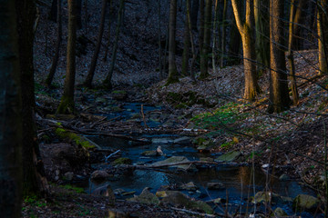 Wald Natur Licht Bachverlauf