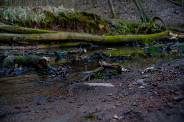 Wald Bach Natur Boden Wasser 