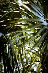 Palm tree leaves