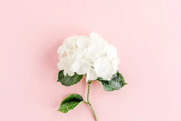 Schilderijen op glas Beautiful, white hydrangea flower on pink background. Floral concept. Flat lay, top view.  © K.Decor