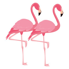 elegant flamingo birds couple