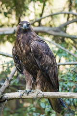 Golden eagle resting on a branch