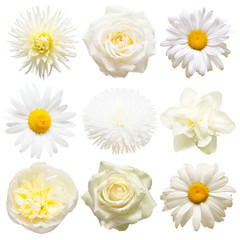 Collection beautiful head white flowers of dahlia, rose, chamomile, daffodil, peony, daisy isolated on white background. Beautiful floral delicate composition. Flat lay, top view