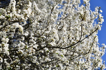 cherry blossom in spring