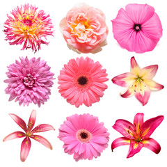Collection beautiful head pink flowers of dahlia, rose, chamomile, daisy, lily, gerbera, chrysanthemum, lavatera isolated on white background. Beautiful floral delicate composition. Flat lay, top view