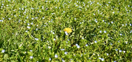 field of daisies