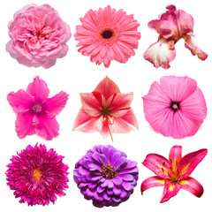 Collection pink flowers head of iris, rose, daisy, lily, gerbera, chrysanthemum,