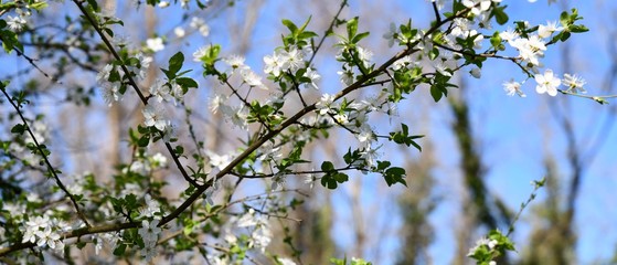 blooming cherry tree in spring