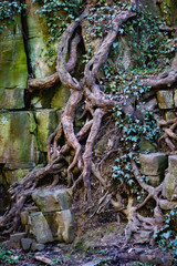 Natur