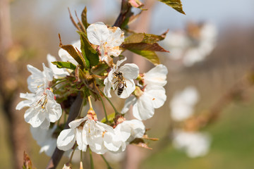 Cherry blossom
