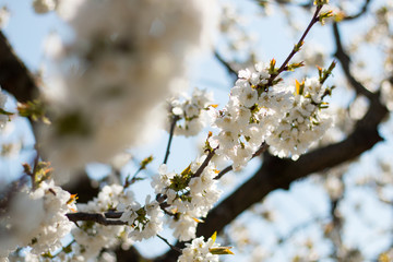 Cherry blossom