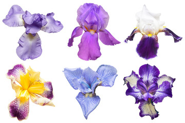 Obraz na płótnie Canvas Collection of multicolored irises flowers isolated on white background. Hello spring. Flat lay, top view. Object, studio, floral pattern