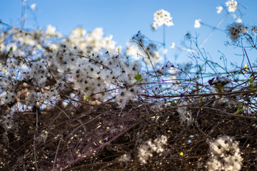 Natur