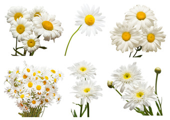 Collection of flowers white daisy isolated on white background. Hello spring. Beautiful plant, garden concept. Nature. Easter. Love. Flat lay, top view