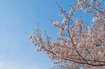 Early blooming sakura tree flower with blue sky in the background