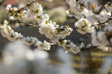 Cherry blossom