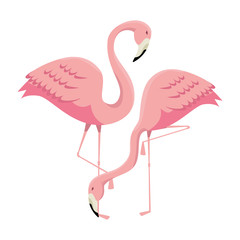 elegant flamingos birds couple