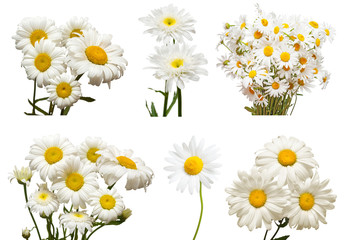 Collection of flowers white daisy isolated on white background. Hello spring. Beautiful plant, garden concept. Nature. Easter. Love. Flat lay, top view